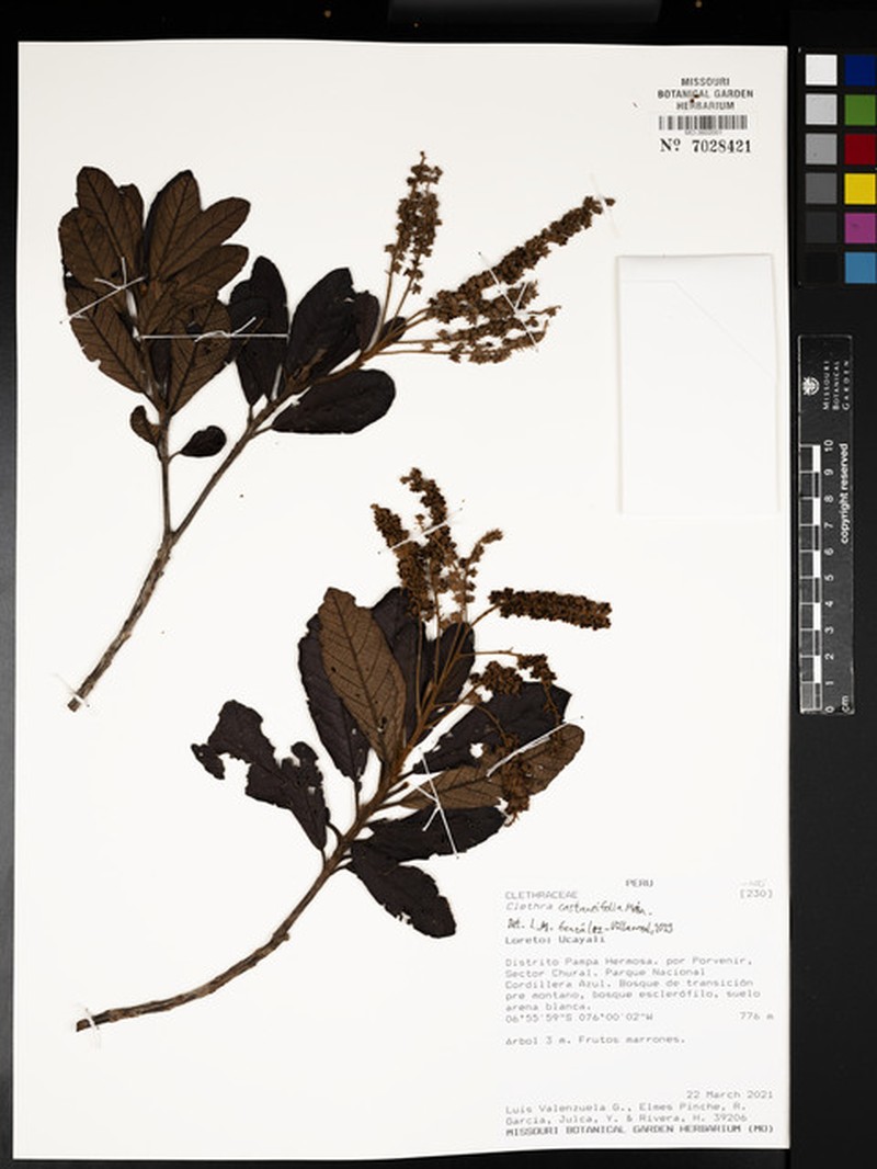 Clethra castaneifolia
