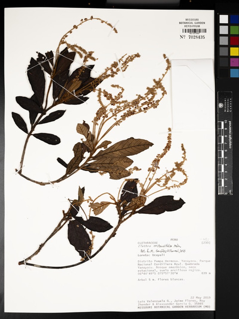 Clethra castaneifolia photo 2
