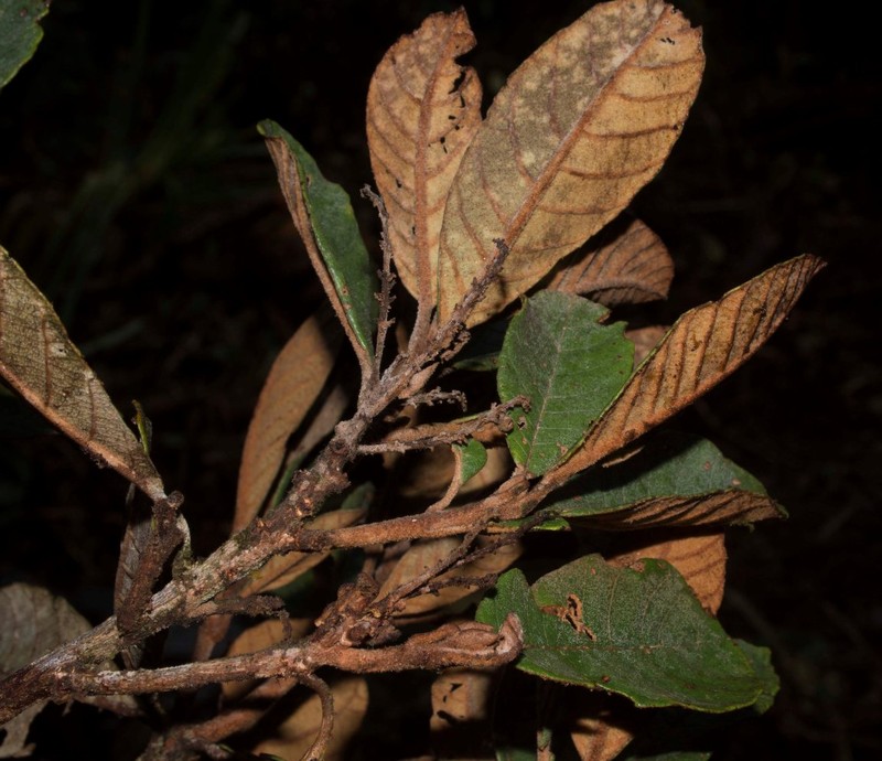 Clethra castaneifolia photo 3