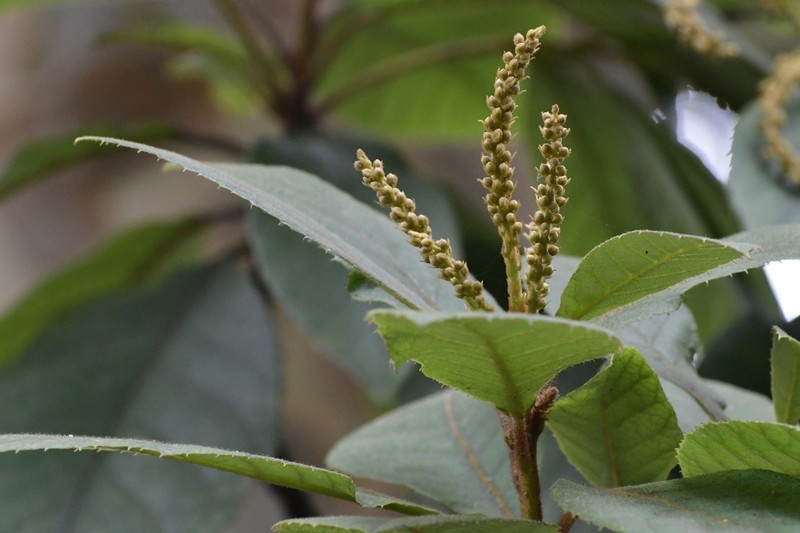 Clethra chiapensis photo 2