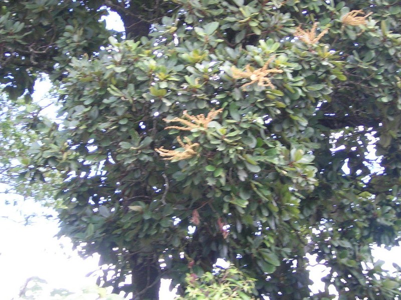 Clethra chiapensis photo 3
