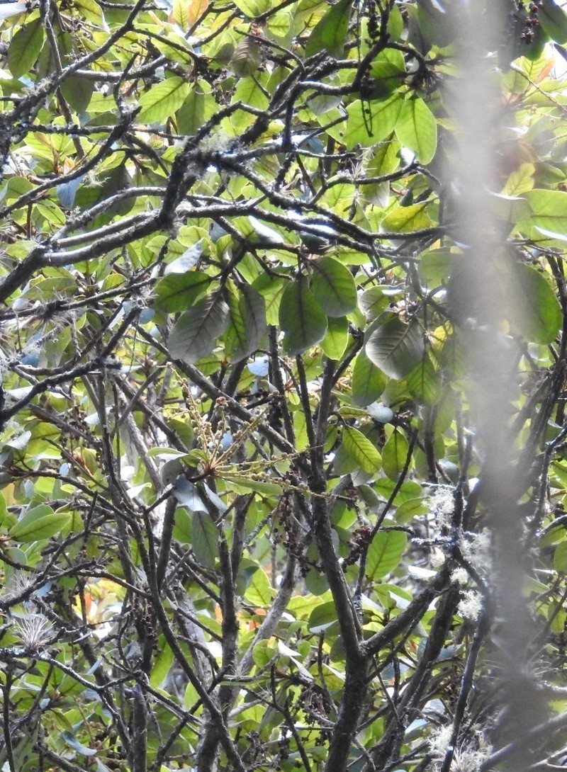 Clethra chiapensis photo 5
