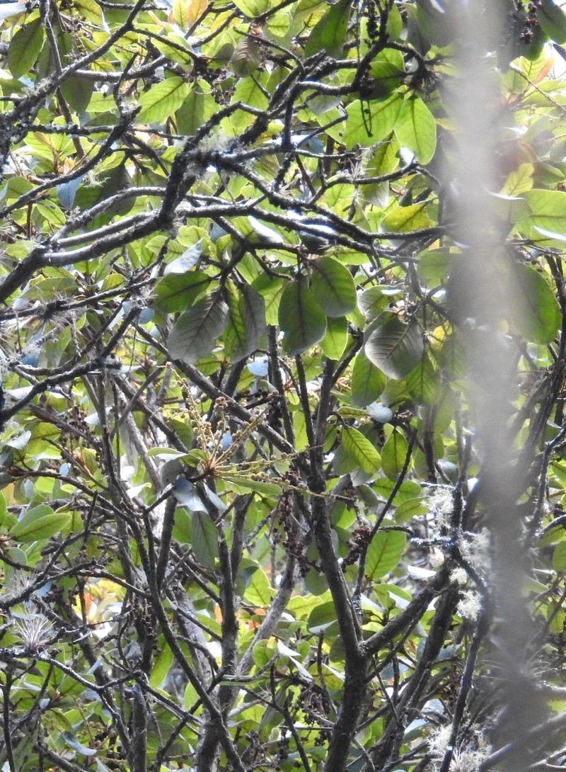 Clethra chiapensis photo 7