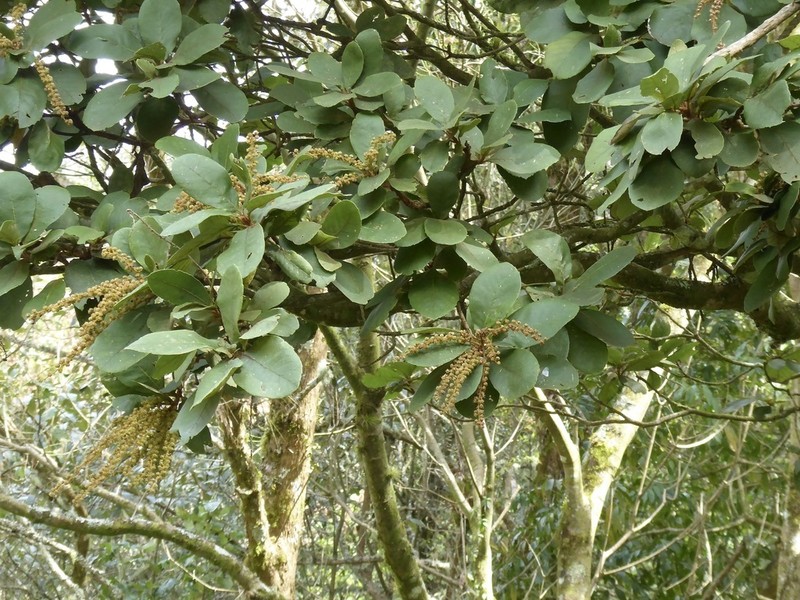 Clethra chiapensis photo 8