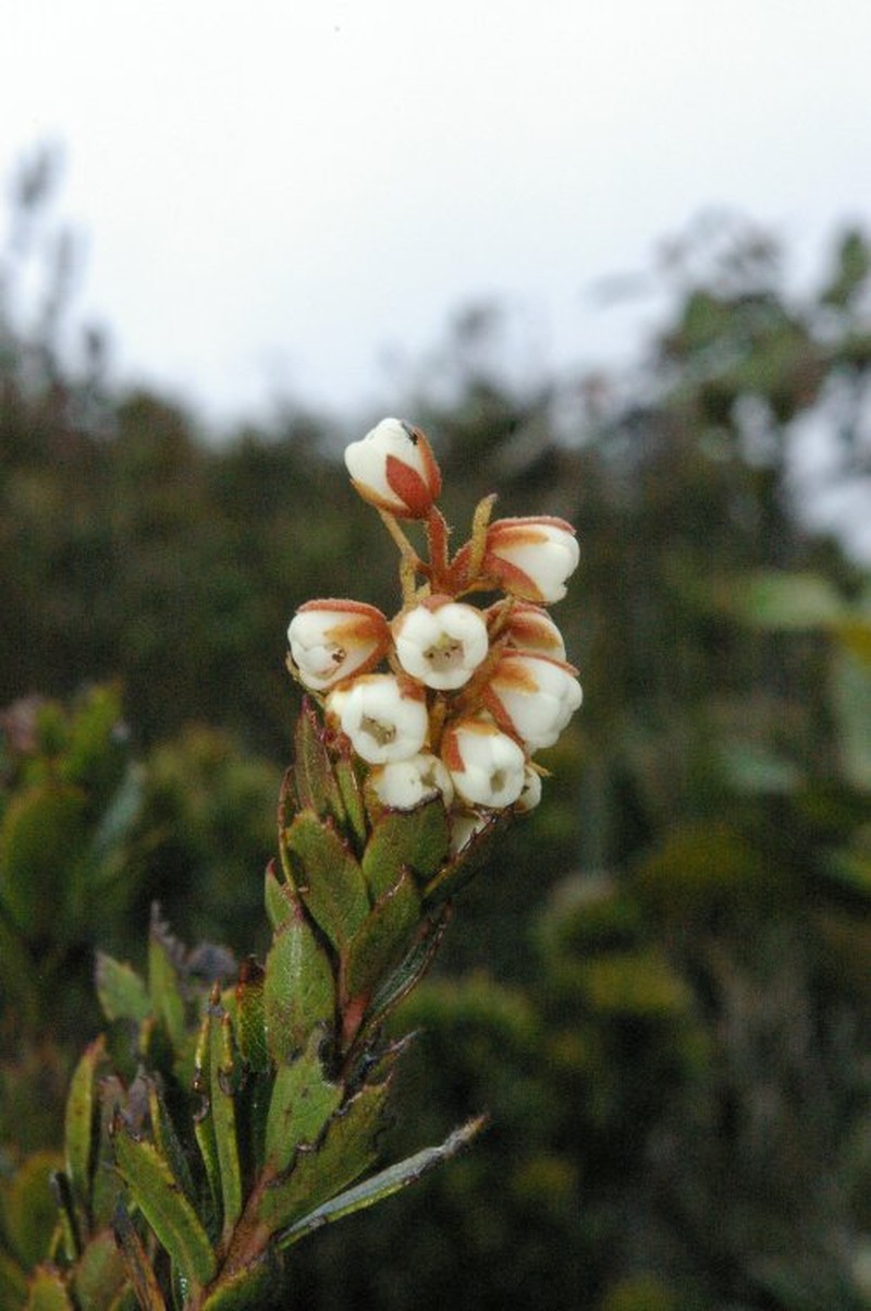 Clethra concordia
