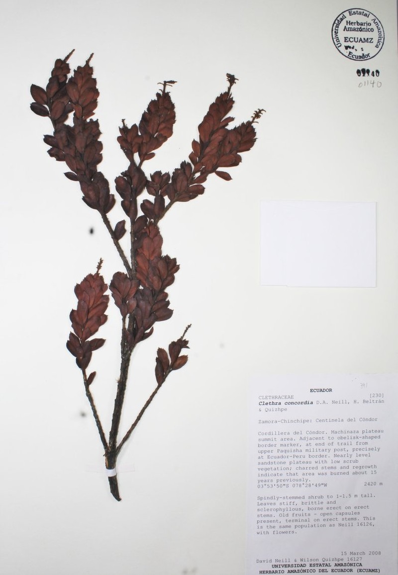 Clethra concordia photo 2