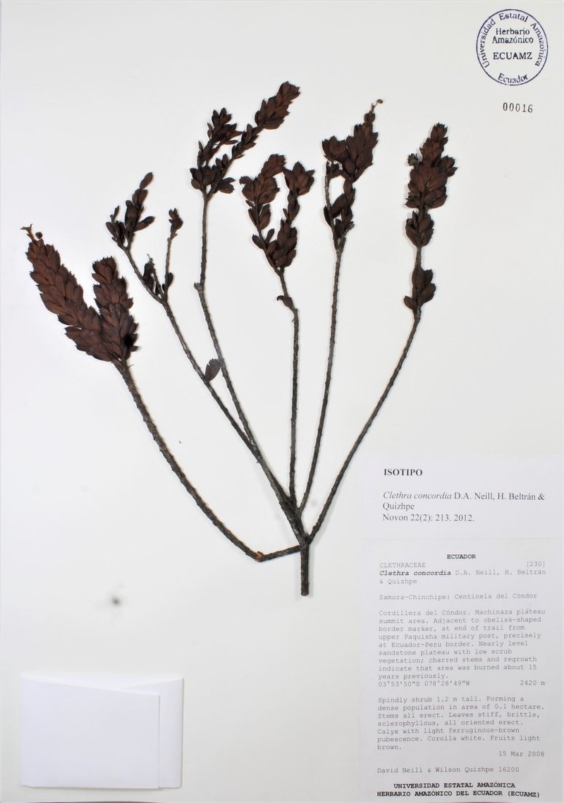 Clethra concordia photo 3