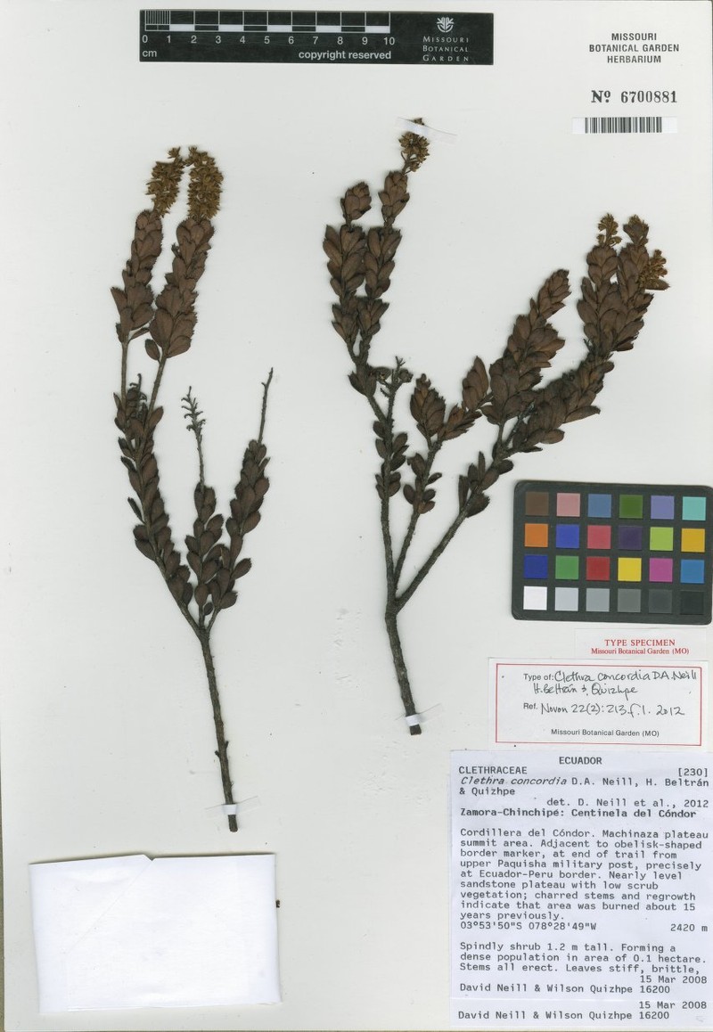 Clethra concordia photo 4