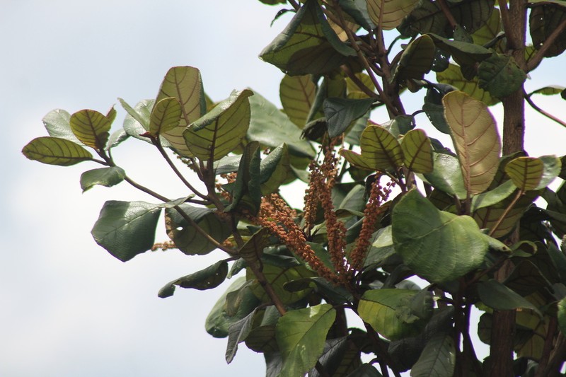Clethra consimilis