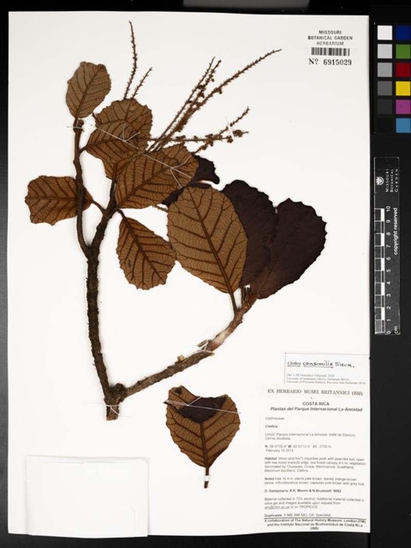 Clethra consimilis photo 2