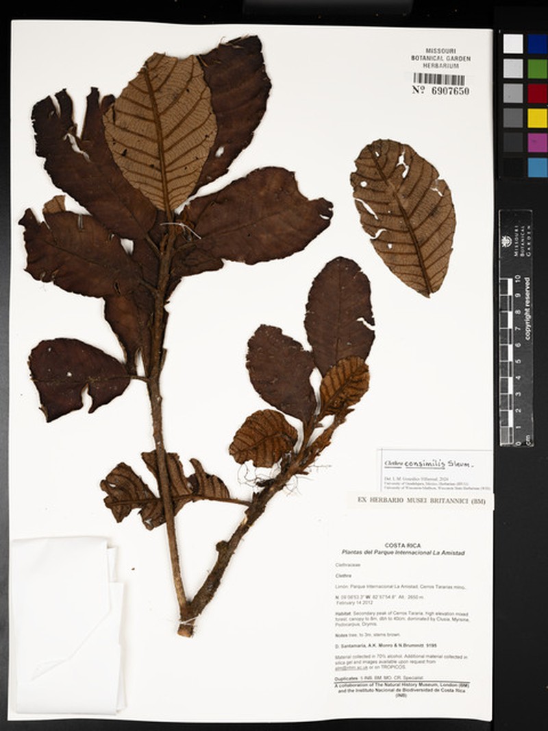 Clethra consimilis photo 3