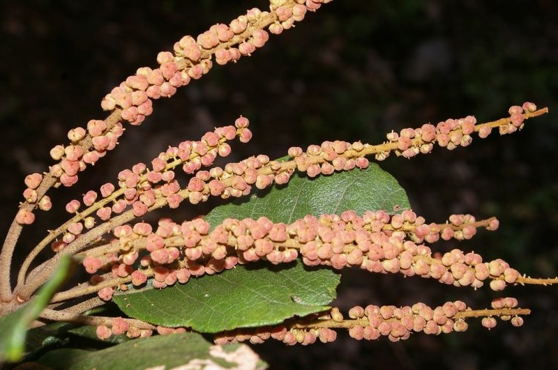 Clethra consimilis photo 4