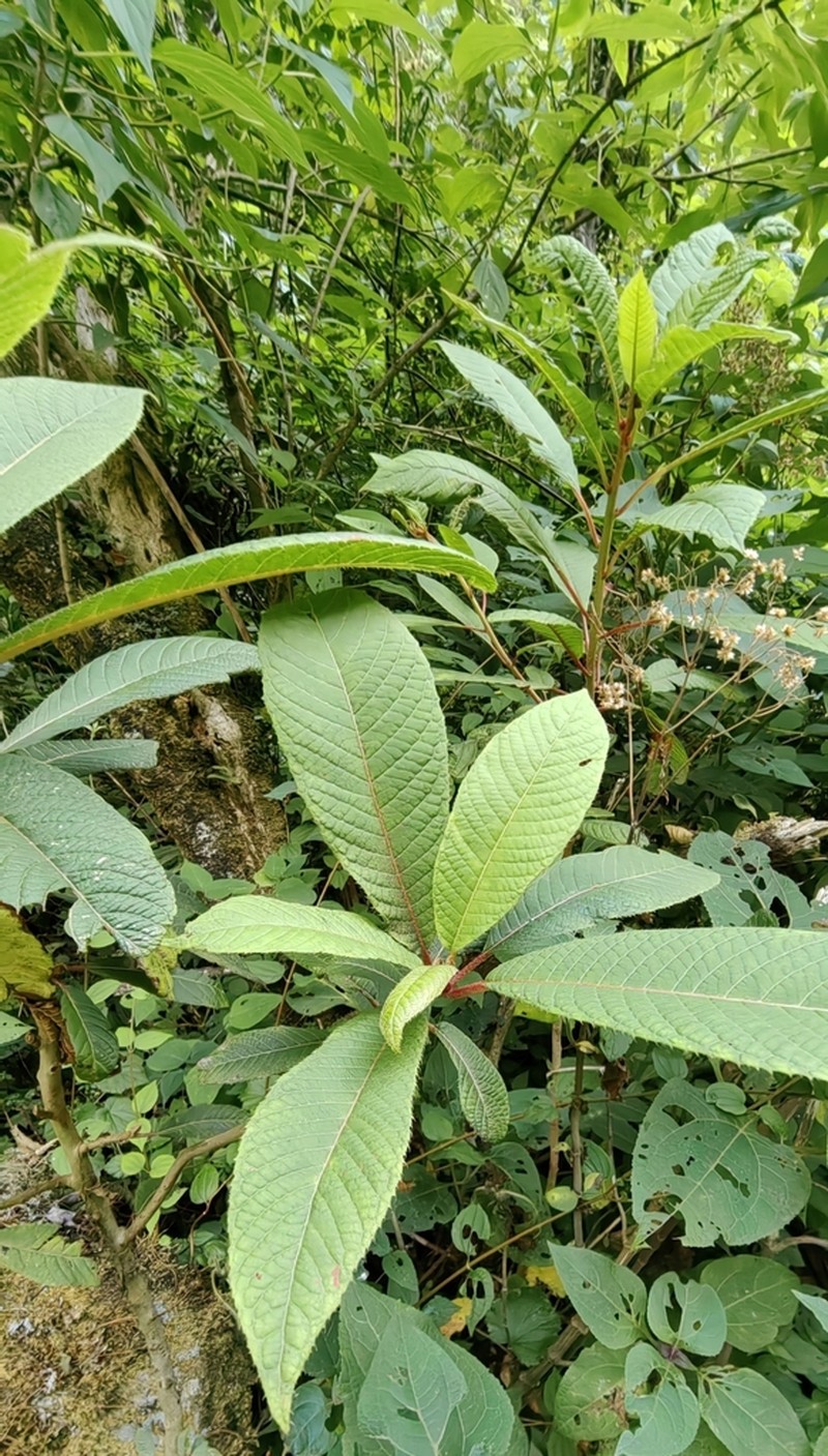 Clethra conzattiana