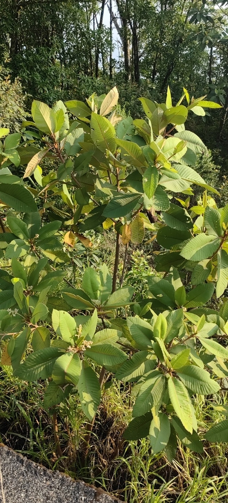 Clethra conzattiana photo 2