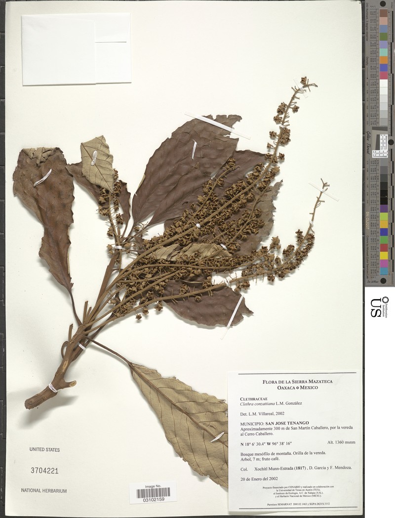 Clethra conzattiana photo 3