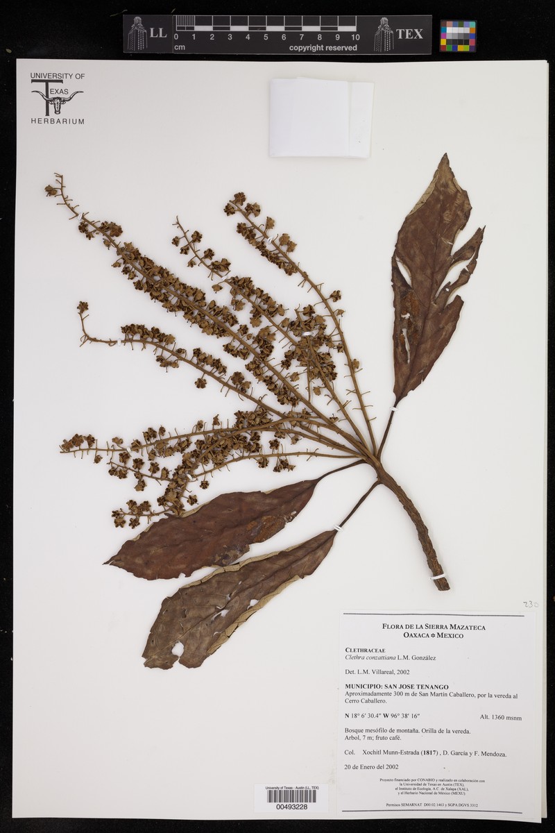 Clethra conzattiana photo 4