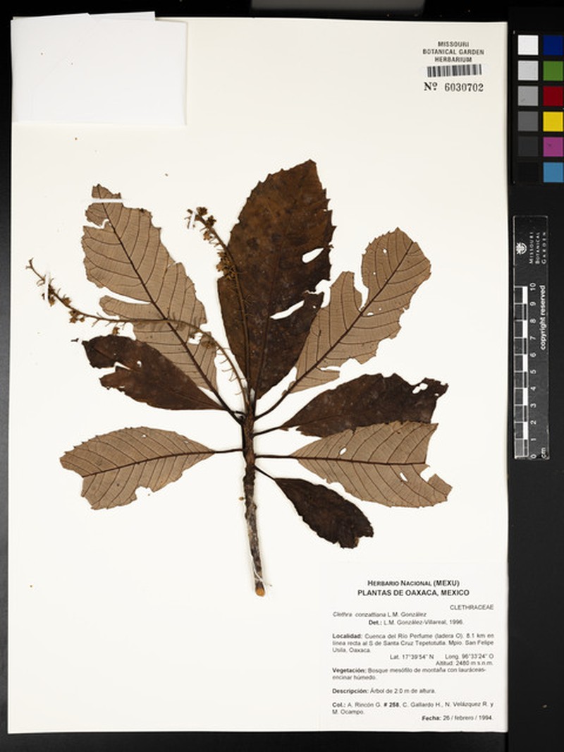 Clethra conzattiana photo 5