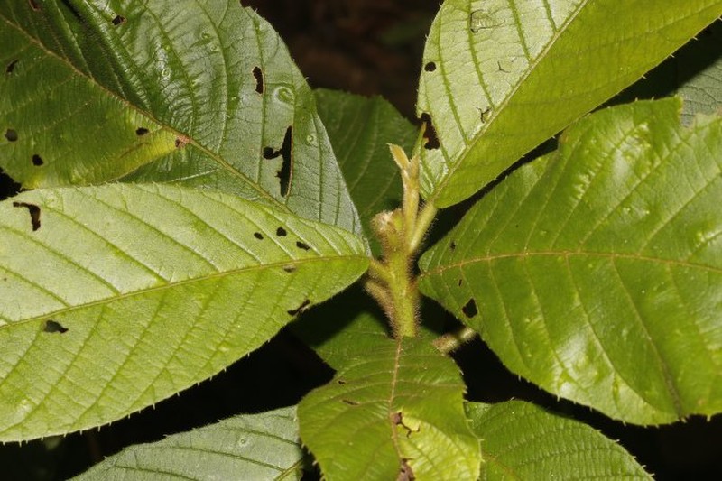 Clethra costaricensis