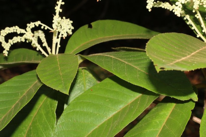 Clethra costaricensis photo 2