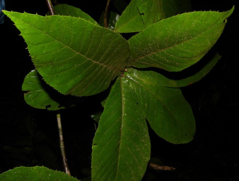 Clethra costaricensis photo 3