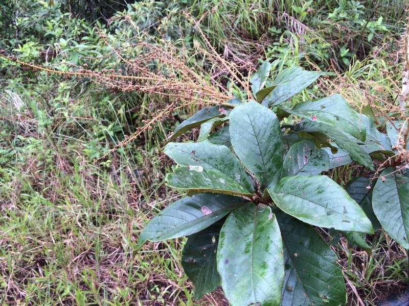 Clethra costaricensis photo 4