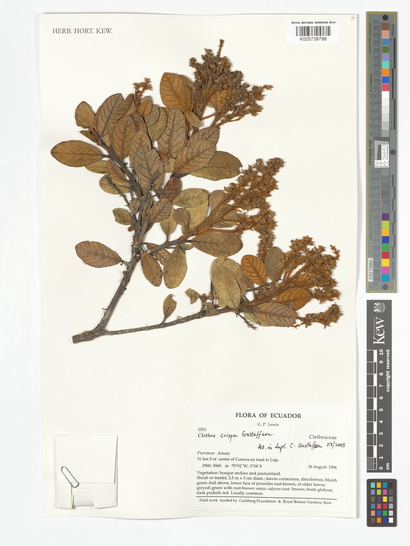 Clethra crispa