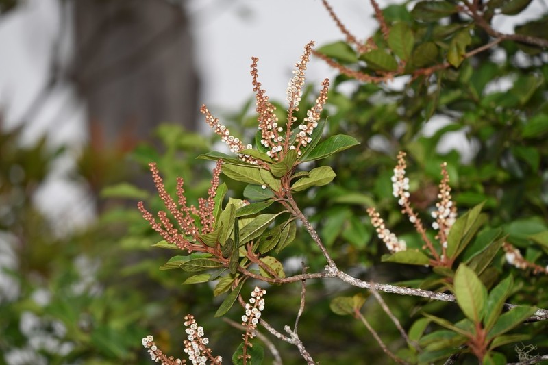 Clethra cubensis