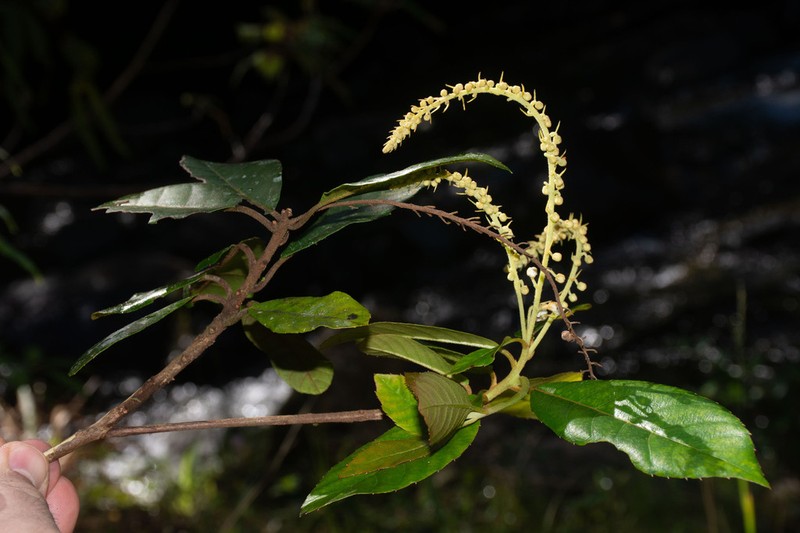Clethra cubensis photo 2