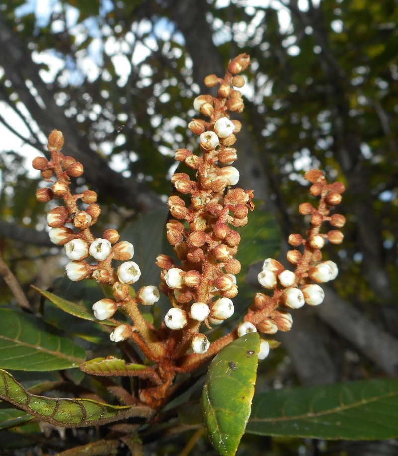 Clethra cubensis photo 5
