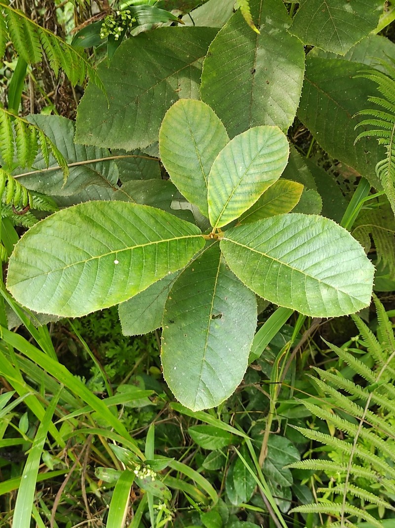 Clethra cuneata photo 2