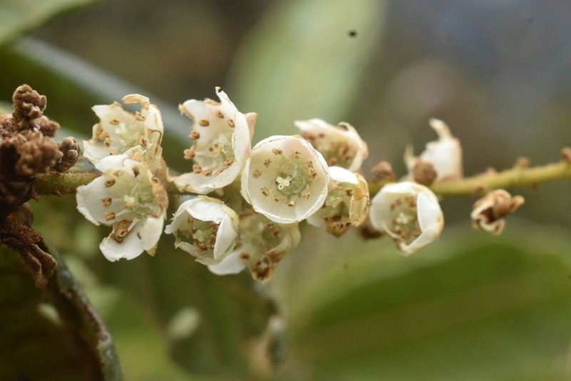 Clethra cuneata photo 3