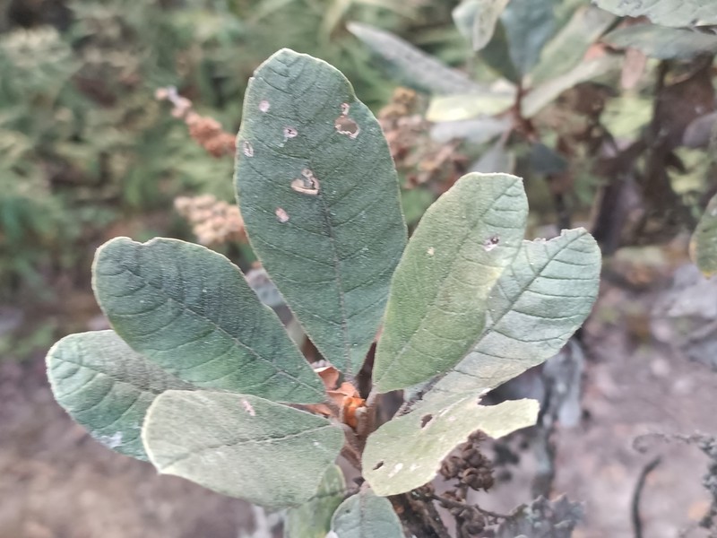 Clethra cuneata photo 4