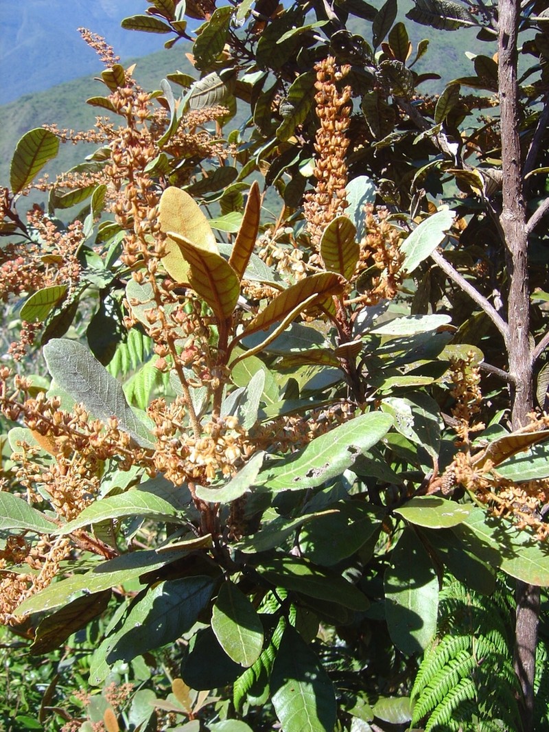 Clethra cuneata photo 5
