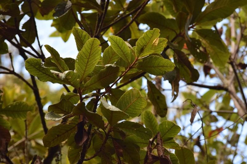Clethra cuneata photo 6