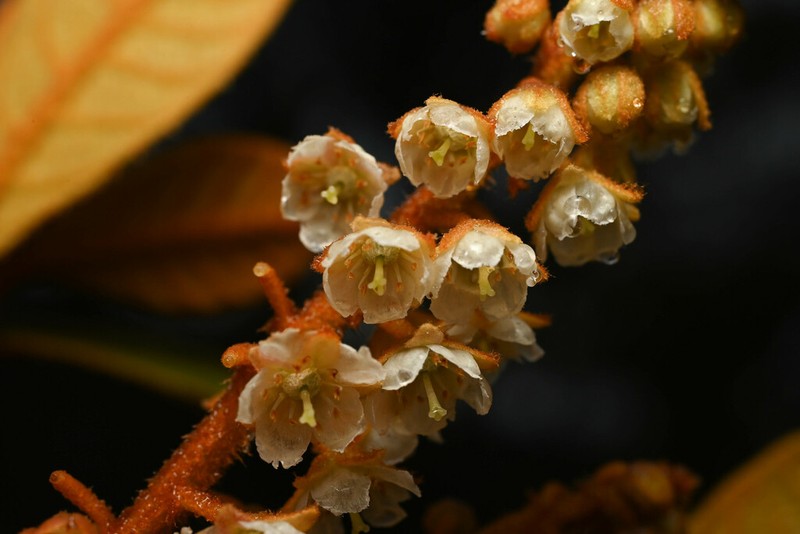 Clethra cuneata photo 7