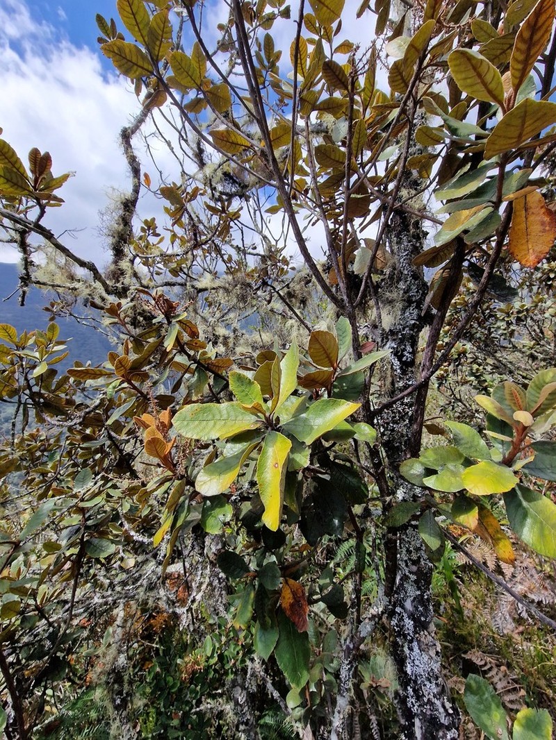 Clethra cuneata photo 8