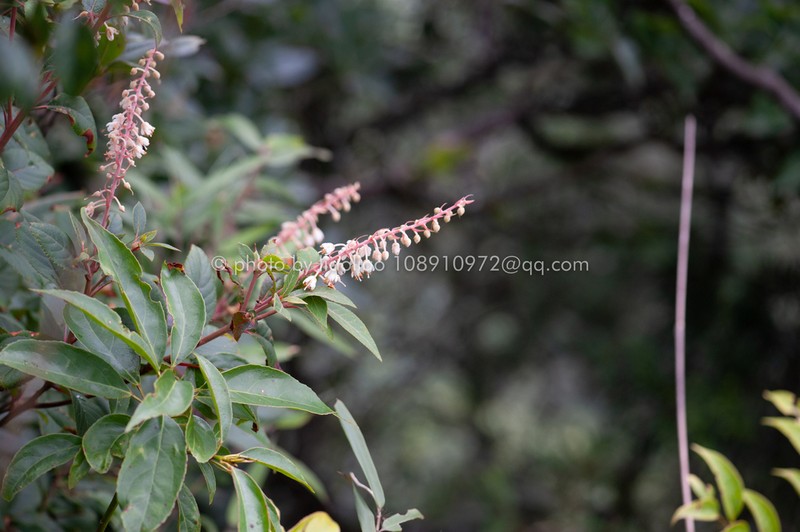 Clethra delavayi
