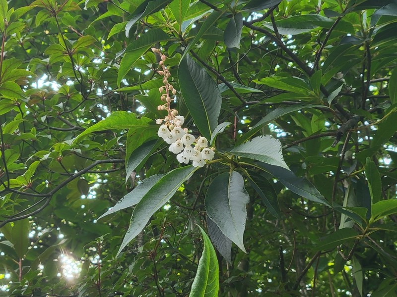 Clethra delavayi photo 2