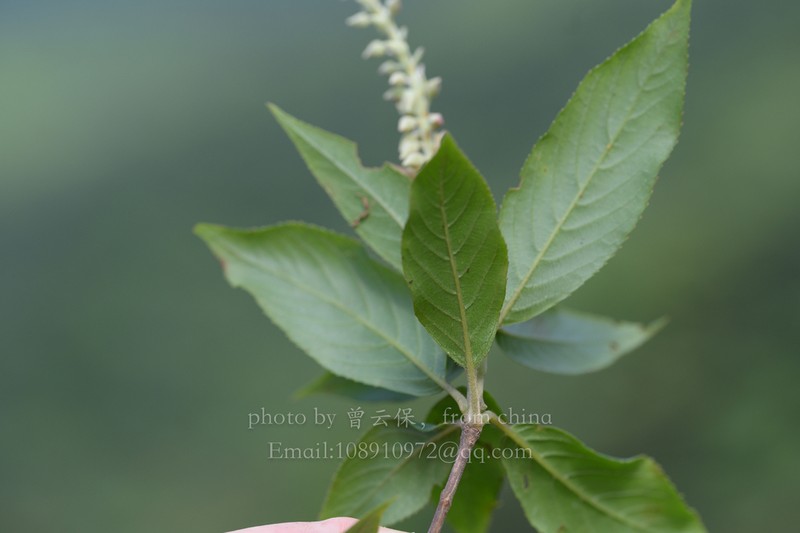 Clethra delavayi photo 3