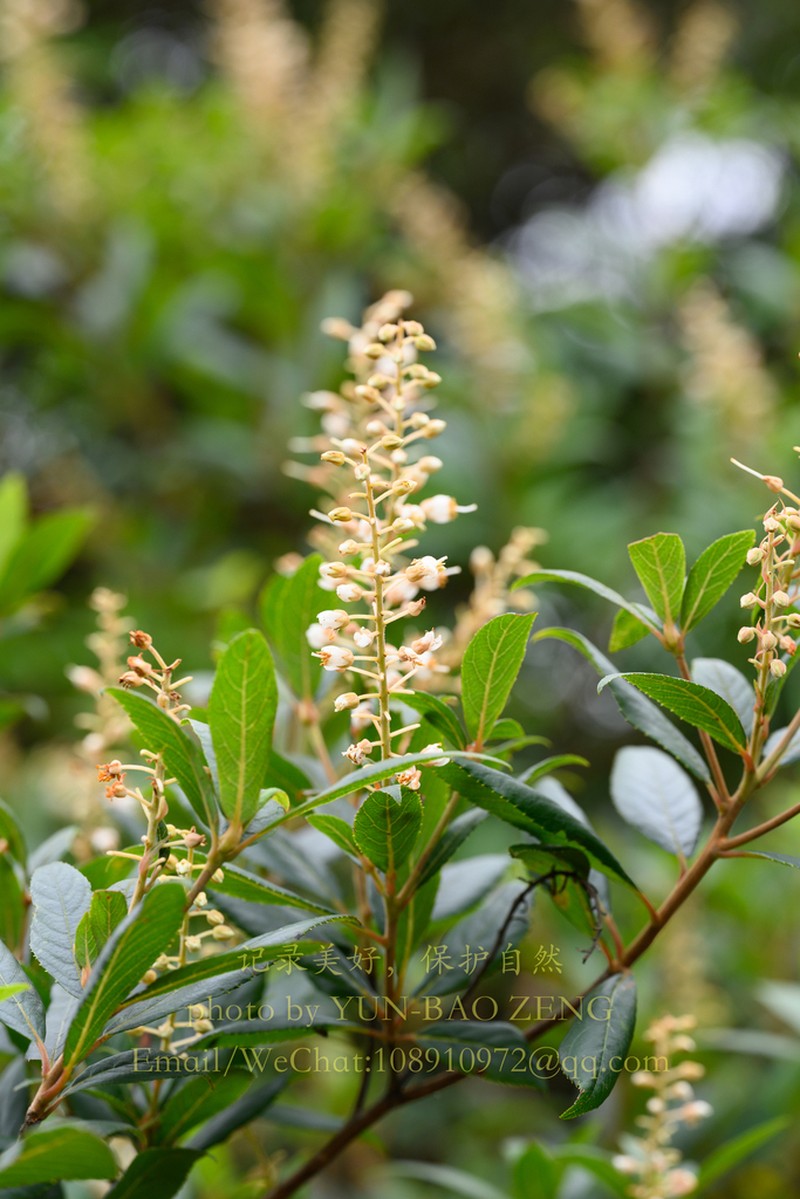 Clethra delavayi photo 4