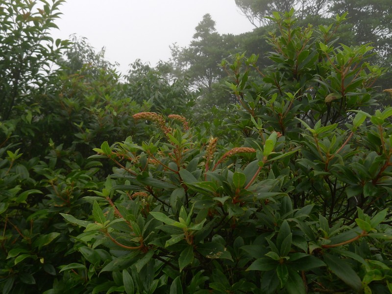 Clethra delavayi photo 5