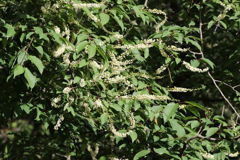 Clethra delavayi photo 6