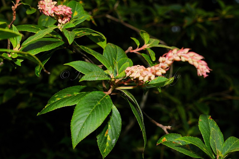 Clethra delavayi photo 7