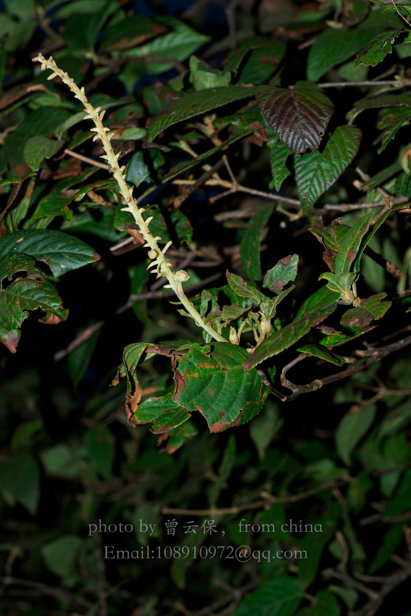 Clethra delavayi photo 8