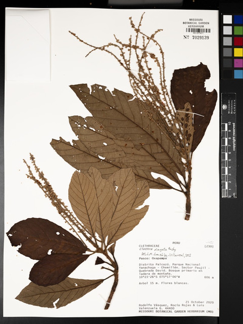 Clethra elongata