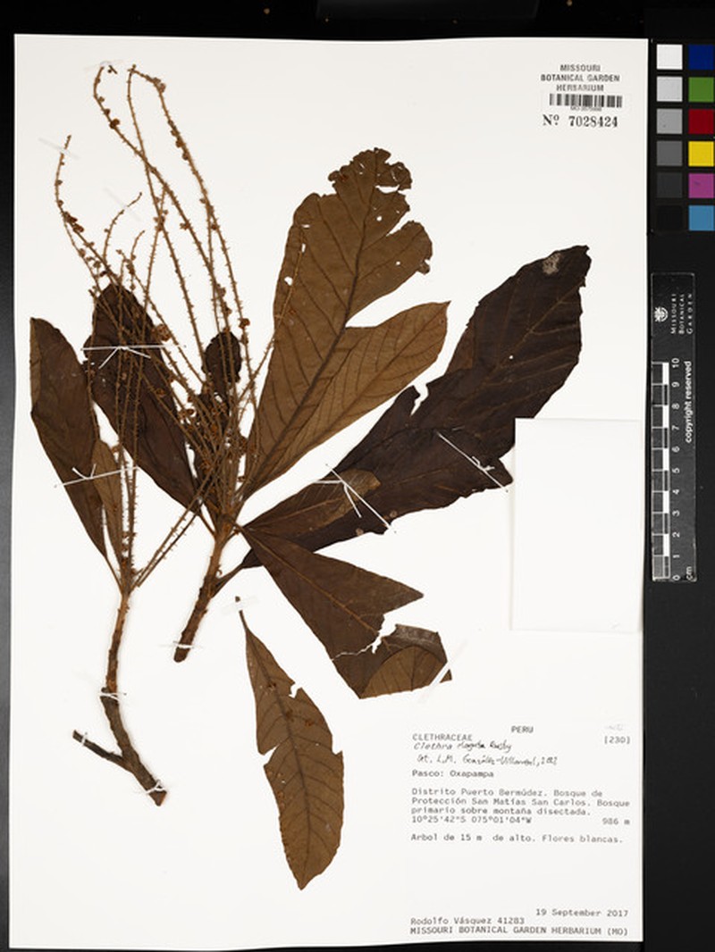 Clethra elongata photo 2