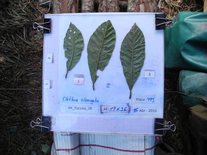 Clethra elongata photo 3