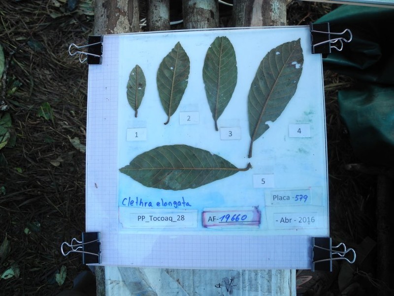 Clethra elongata photo 4
