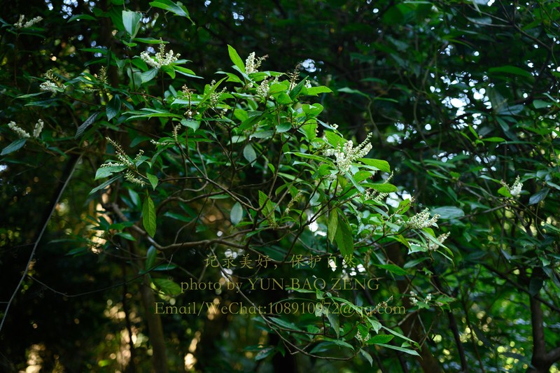 Clethra fabri