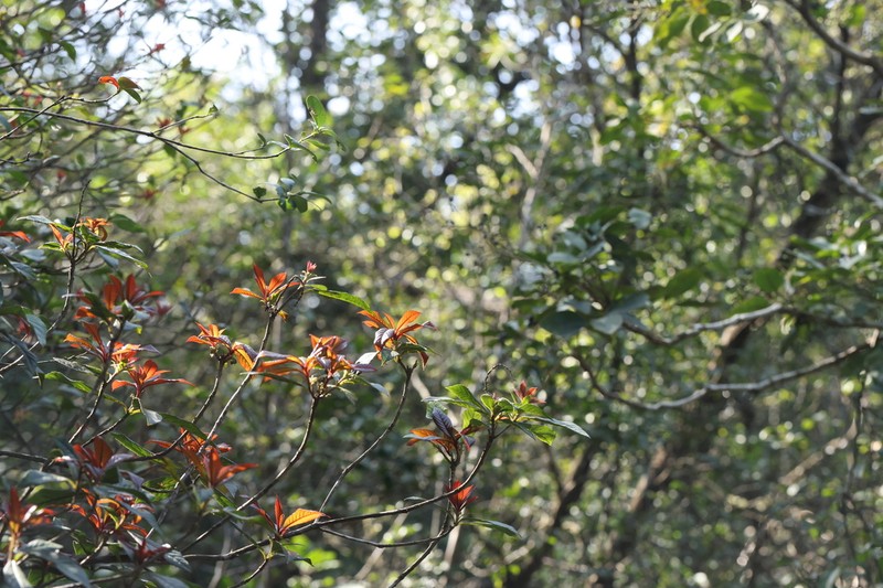 Clethra fabri photo 2